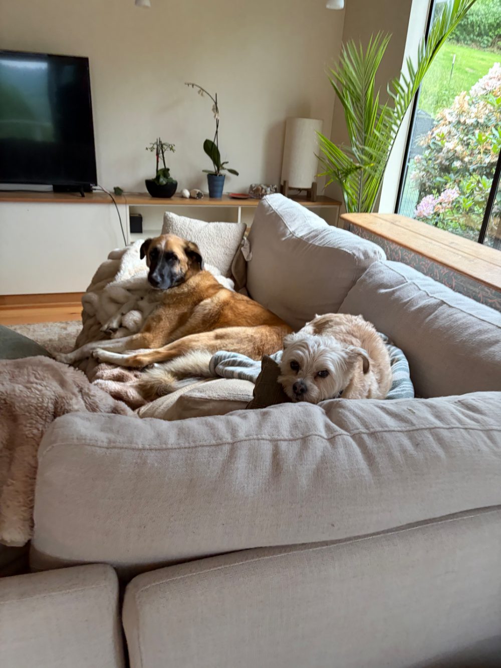 Guest dog having fun