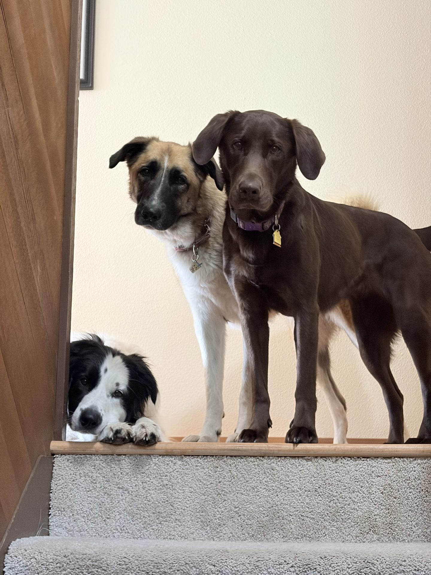 Three dogs waiting together at the top of the stairs