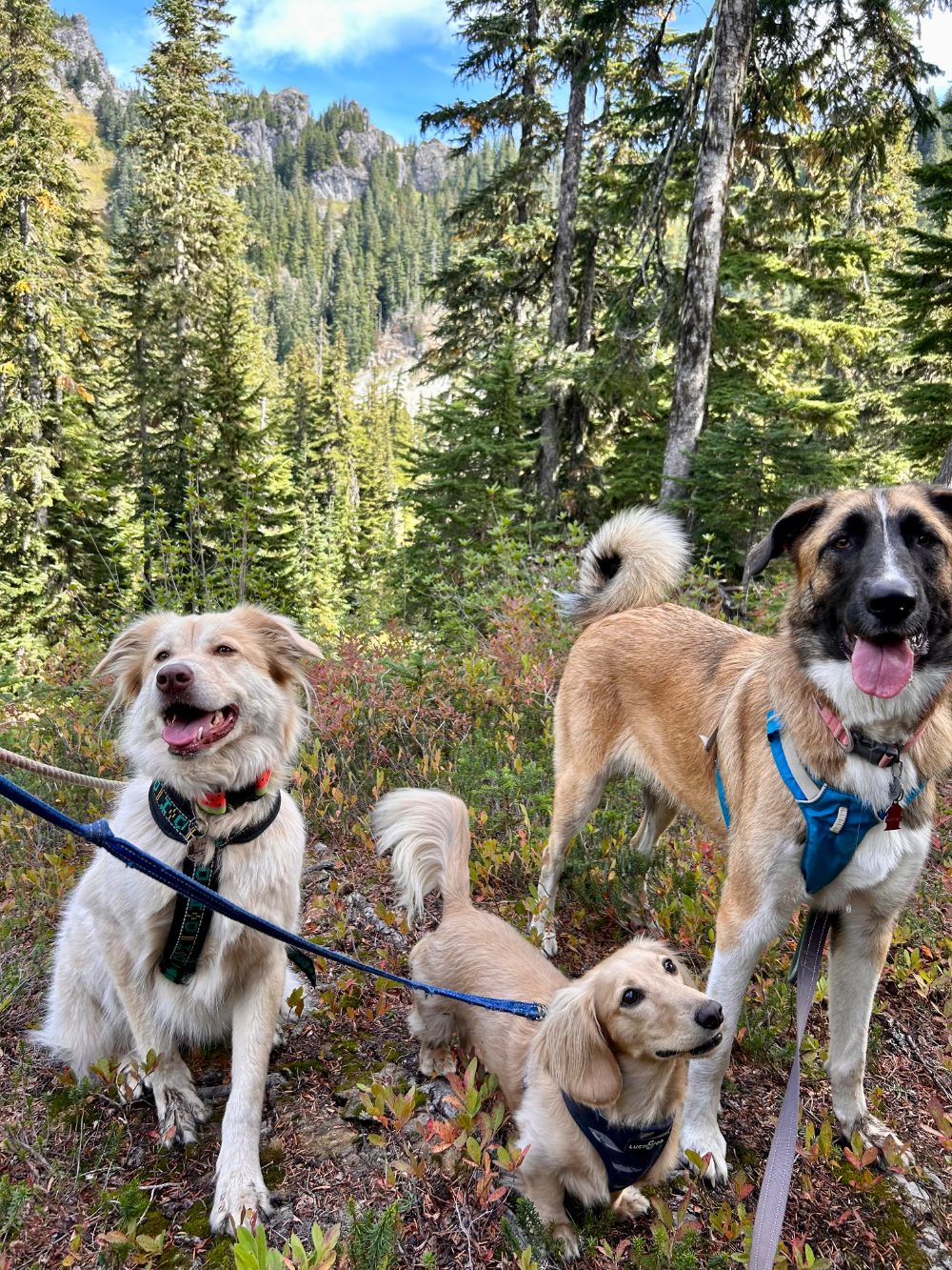 Guest dog having fun