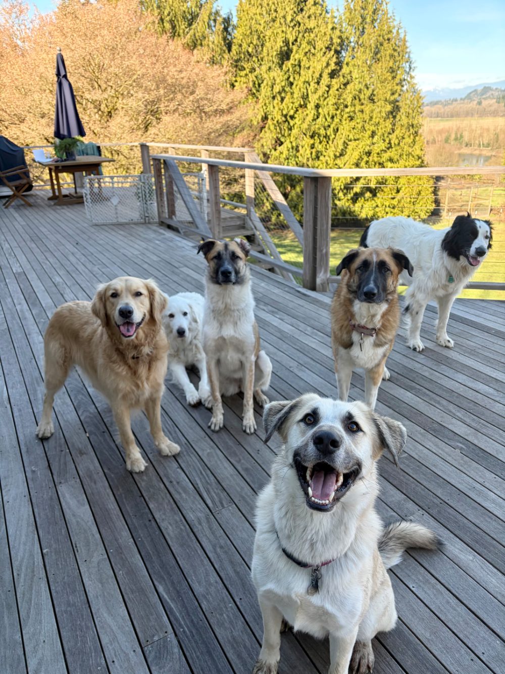 Guest dog having fun