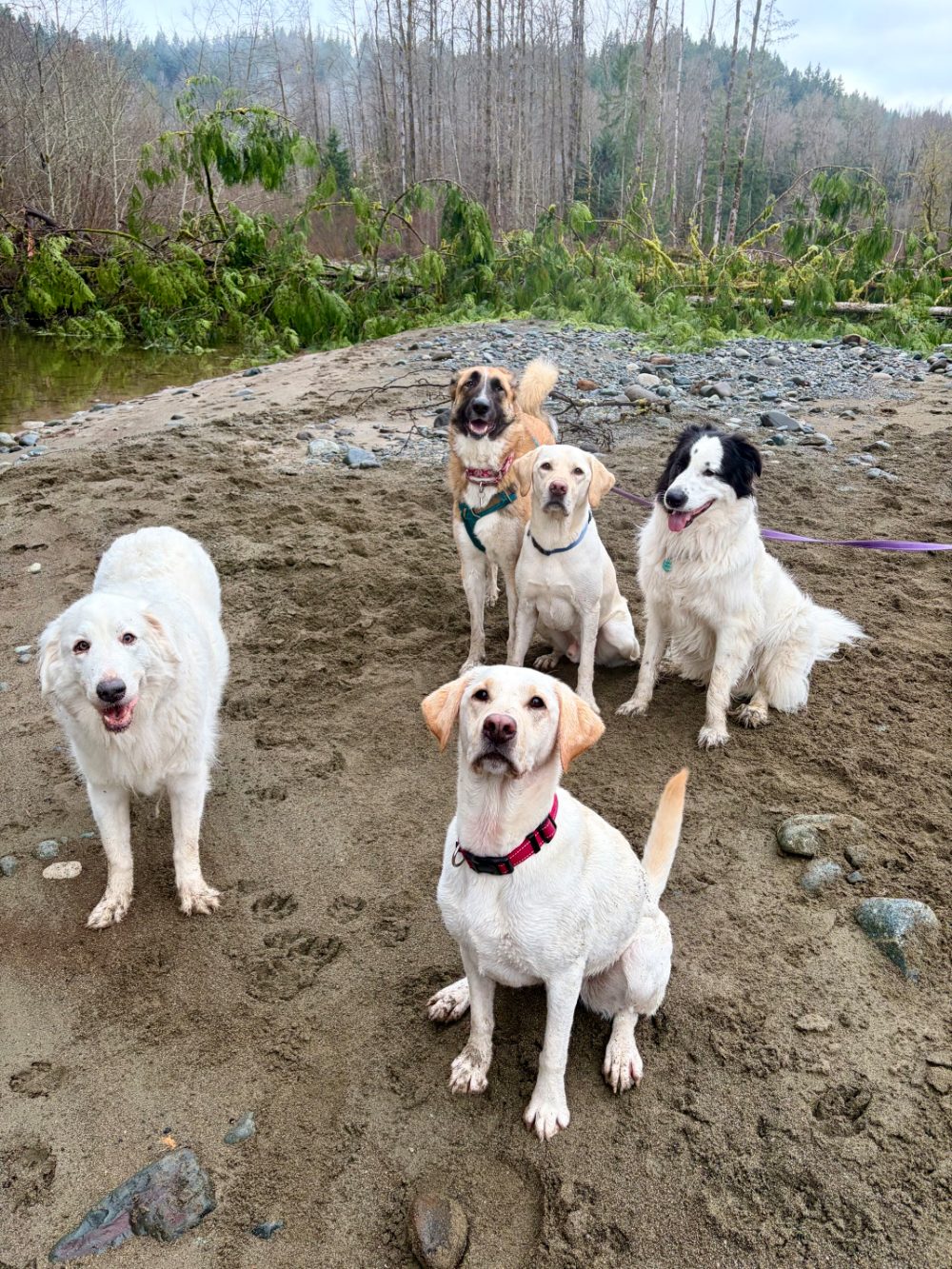 Guest dog having fun