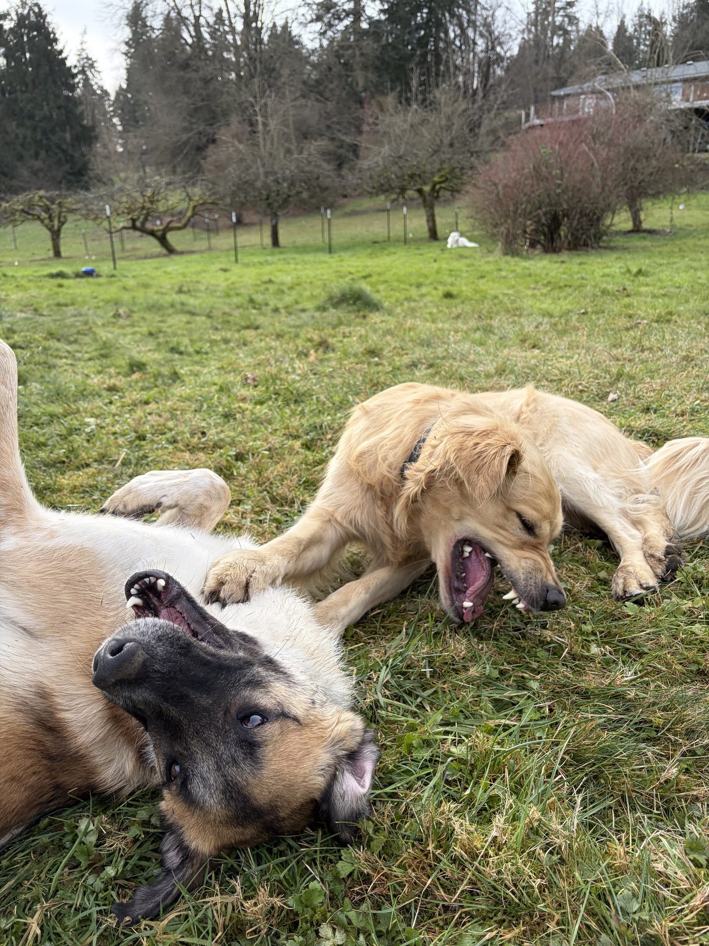 Two dogs playing together in the grass