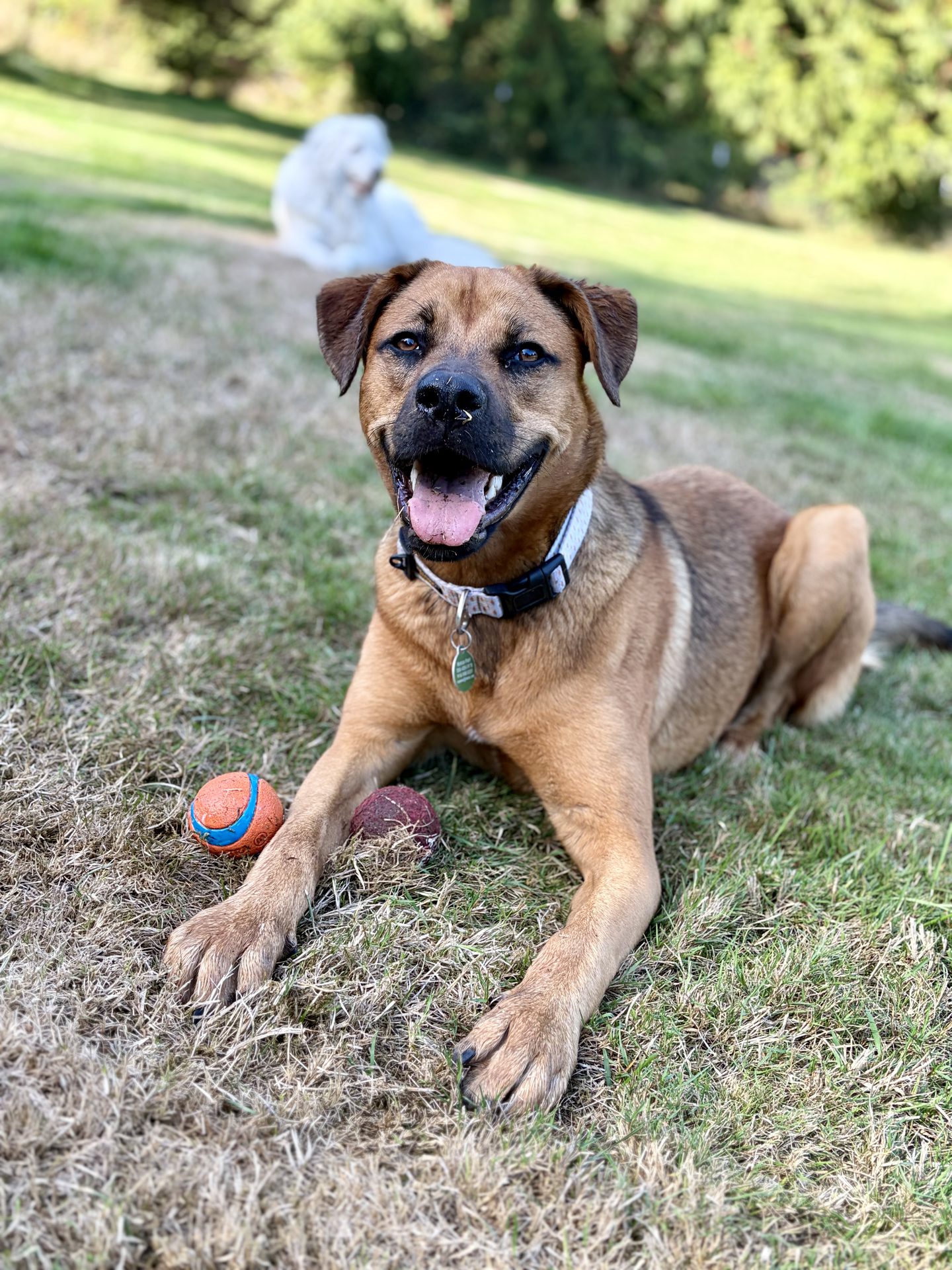 Ginger, an adoptable foster dog who joins our adventures