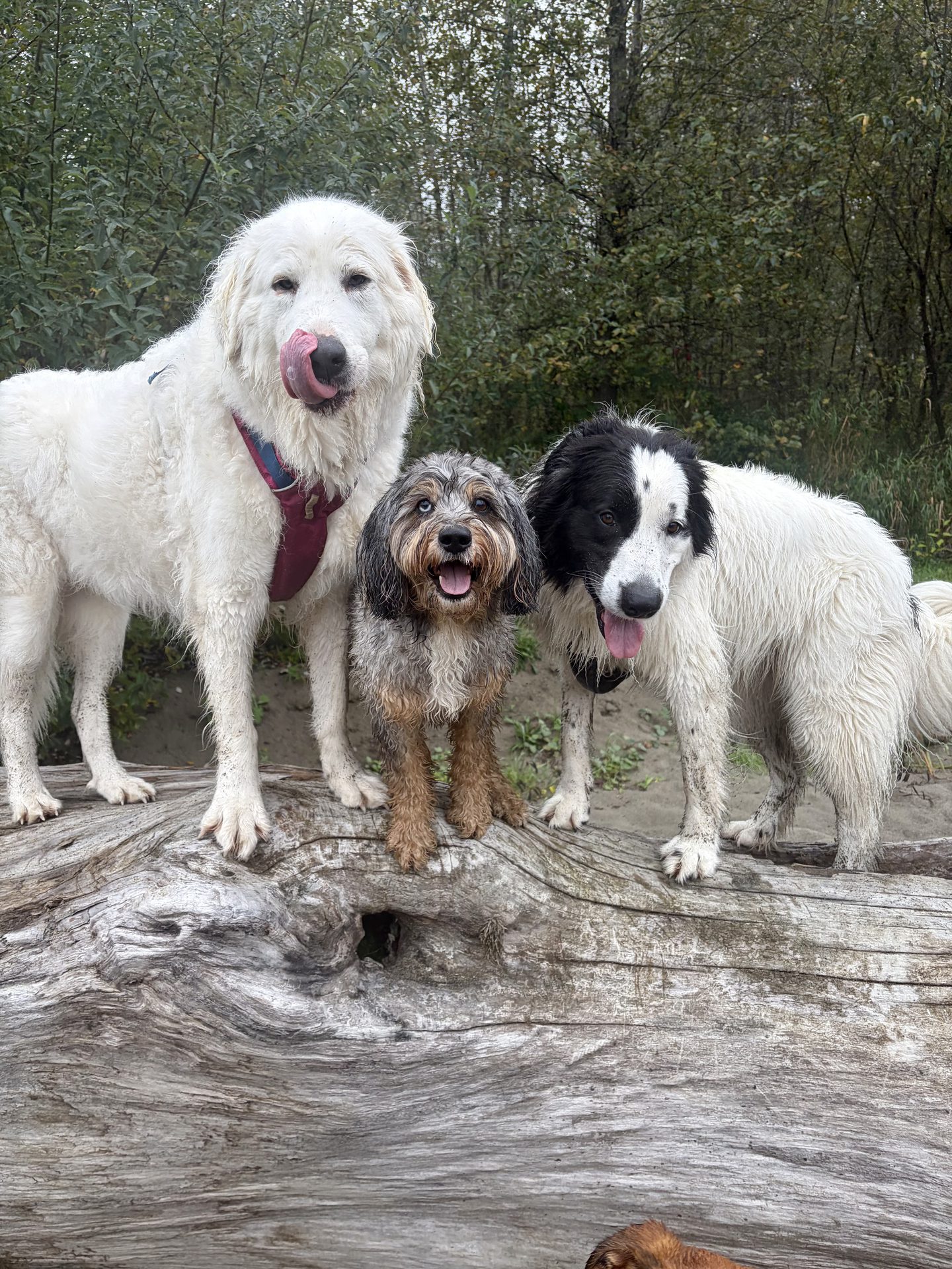 Dogs on an off-leash hike through the forest