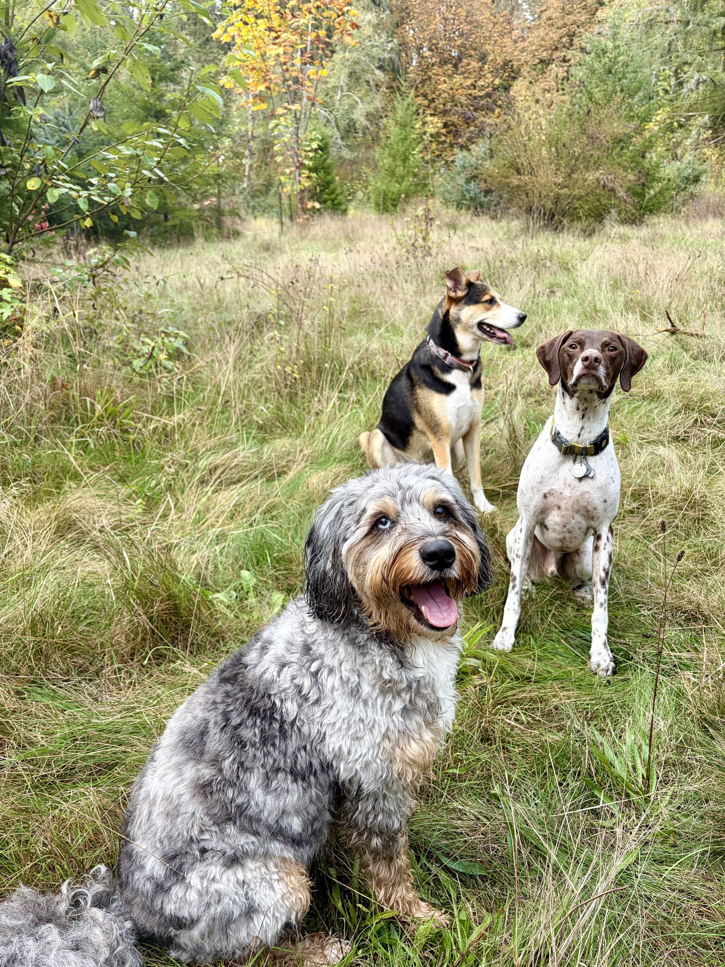 Dogs exploring a wooded trail off-leash