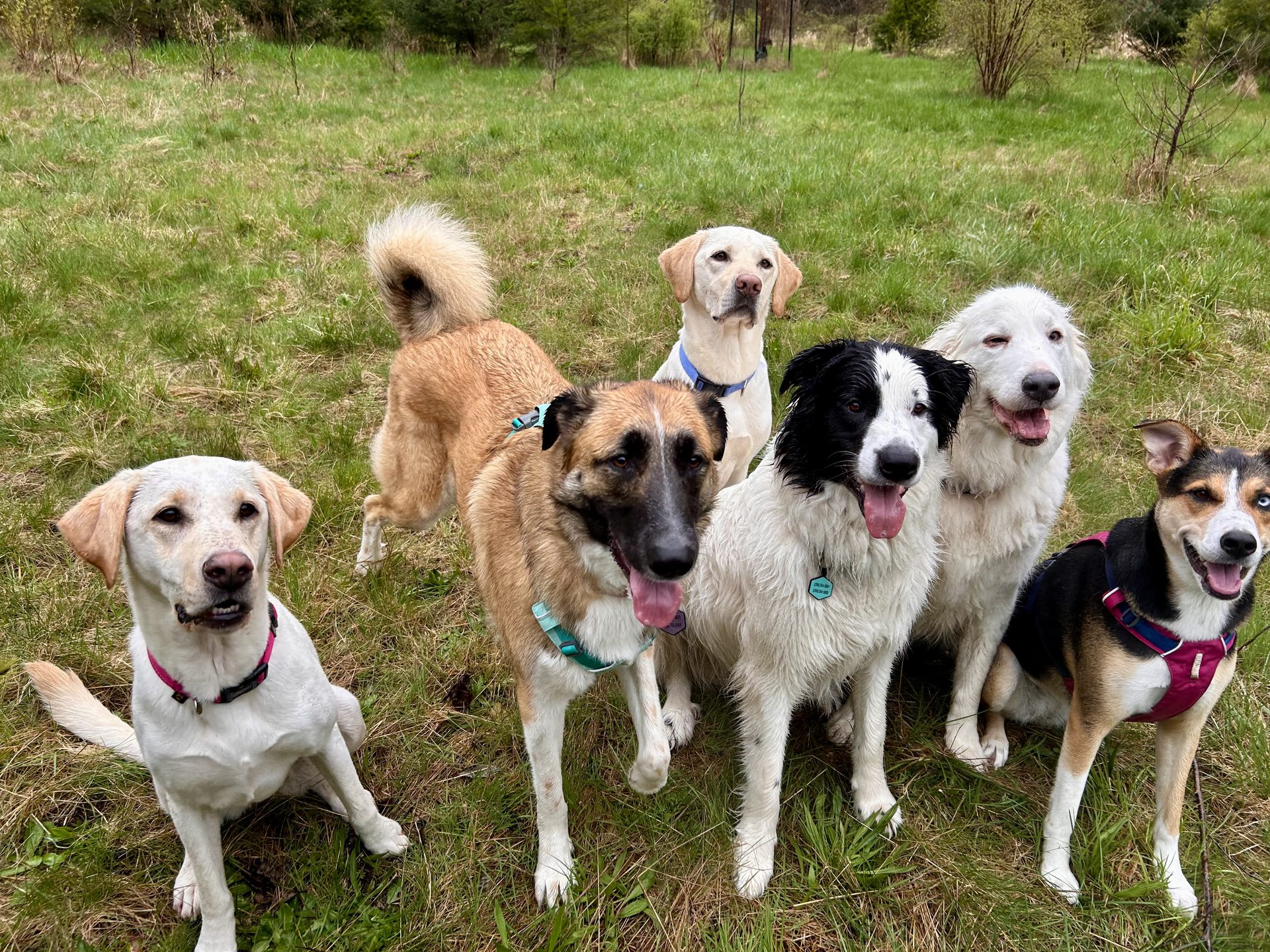 Dogs out on a forest adventure