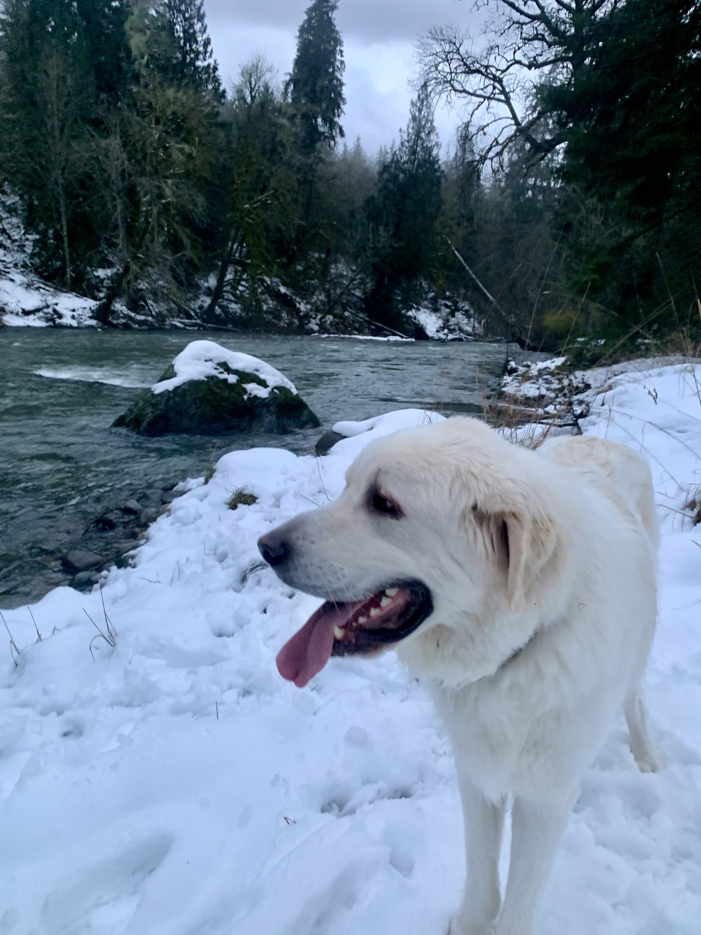 Dogs exploring the trails