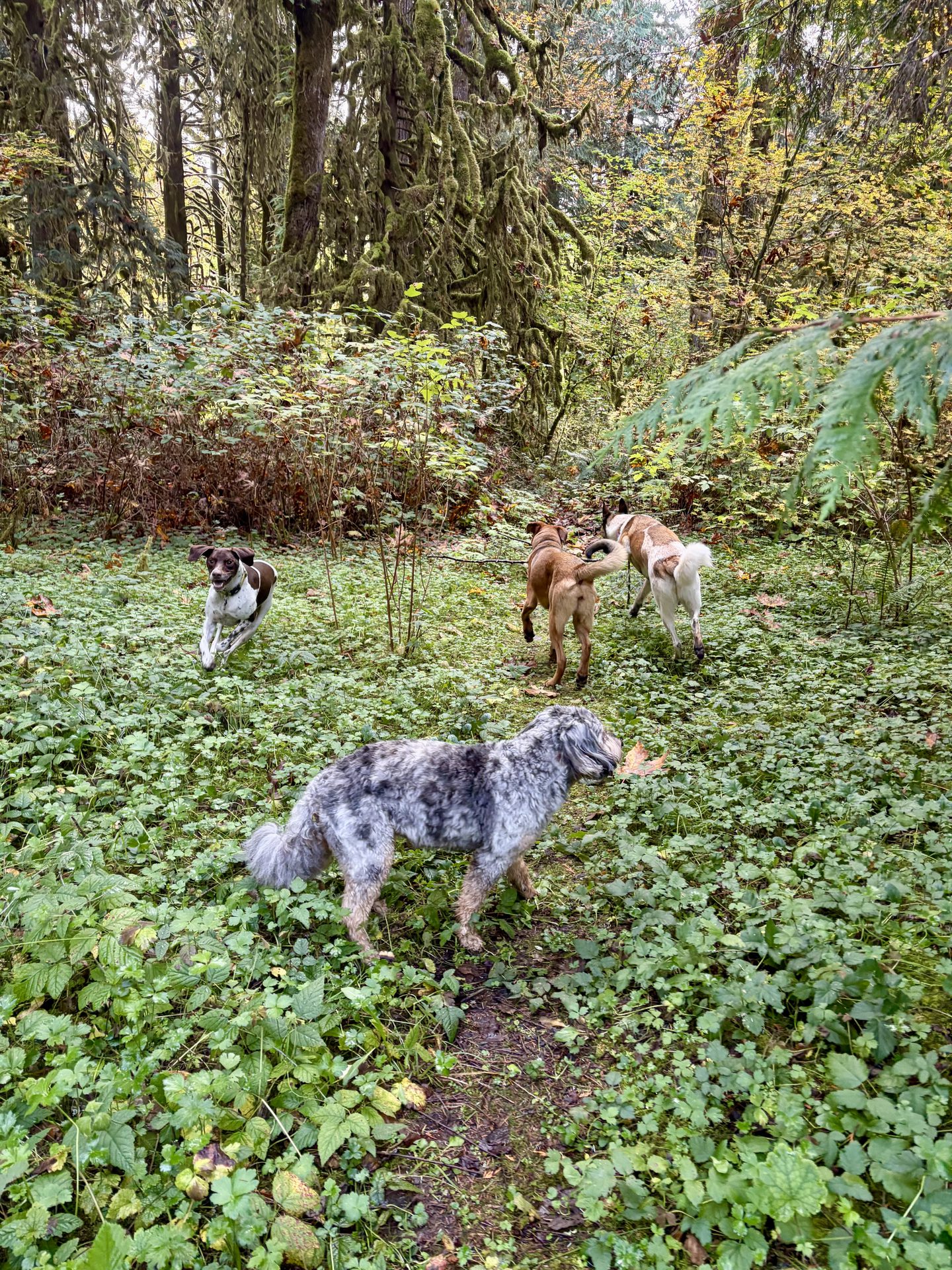 Dogs out on an off-leash hike